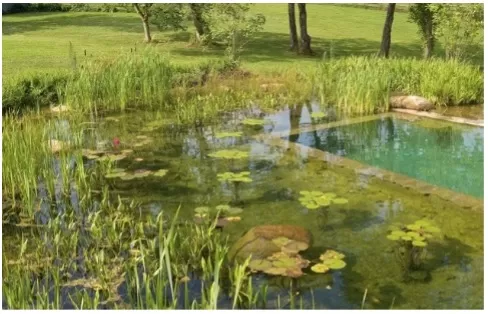 Biodiversiteit water