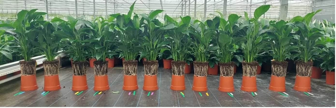 Potplanten