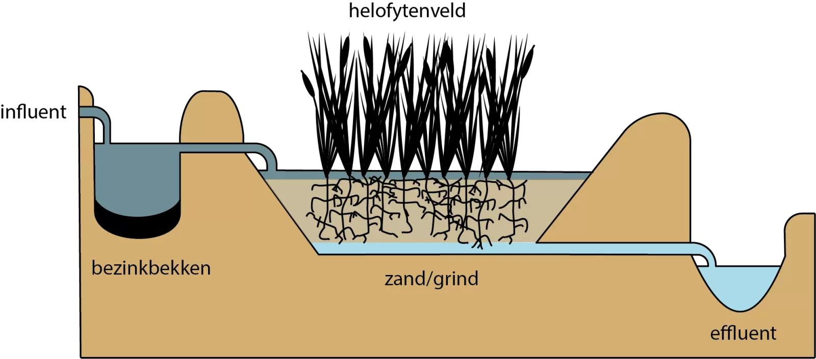 Helofyten verticaal