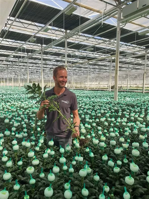 Chrysantenkweker van Ruijven